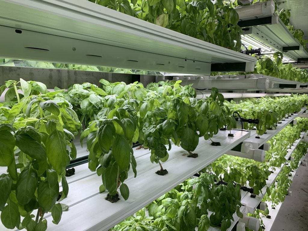Food being grown on a Hydroponic farm